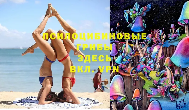 где найти   Наволоки  Галлюциногенные грибы Psilocybe 